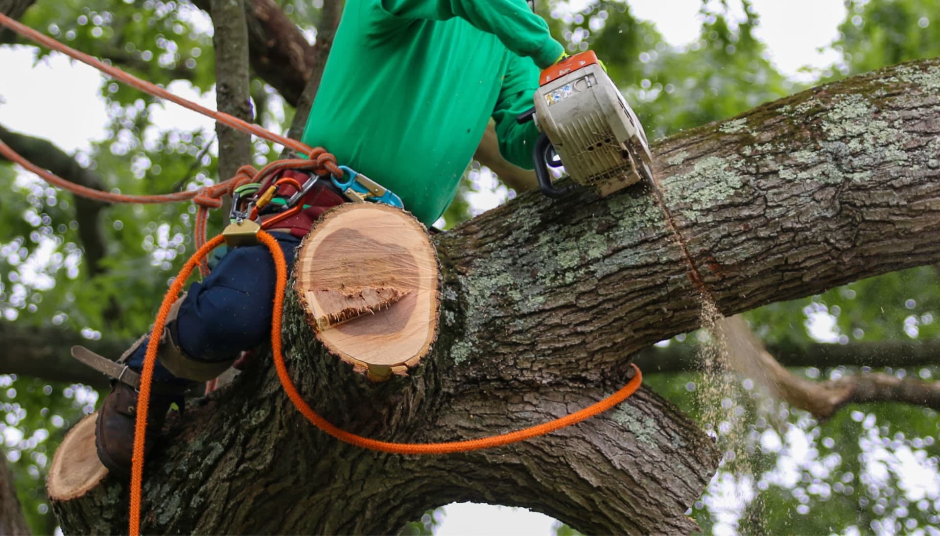 Shed your worries away with best tree removal in Henderson