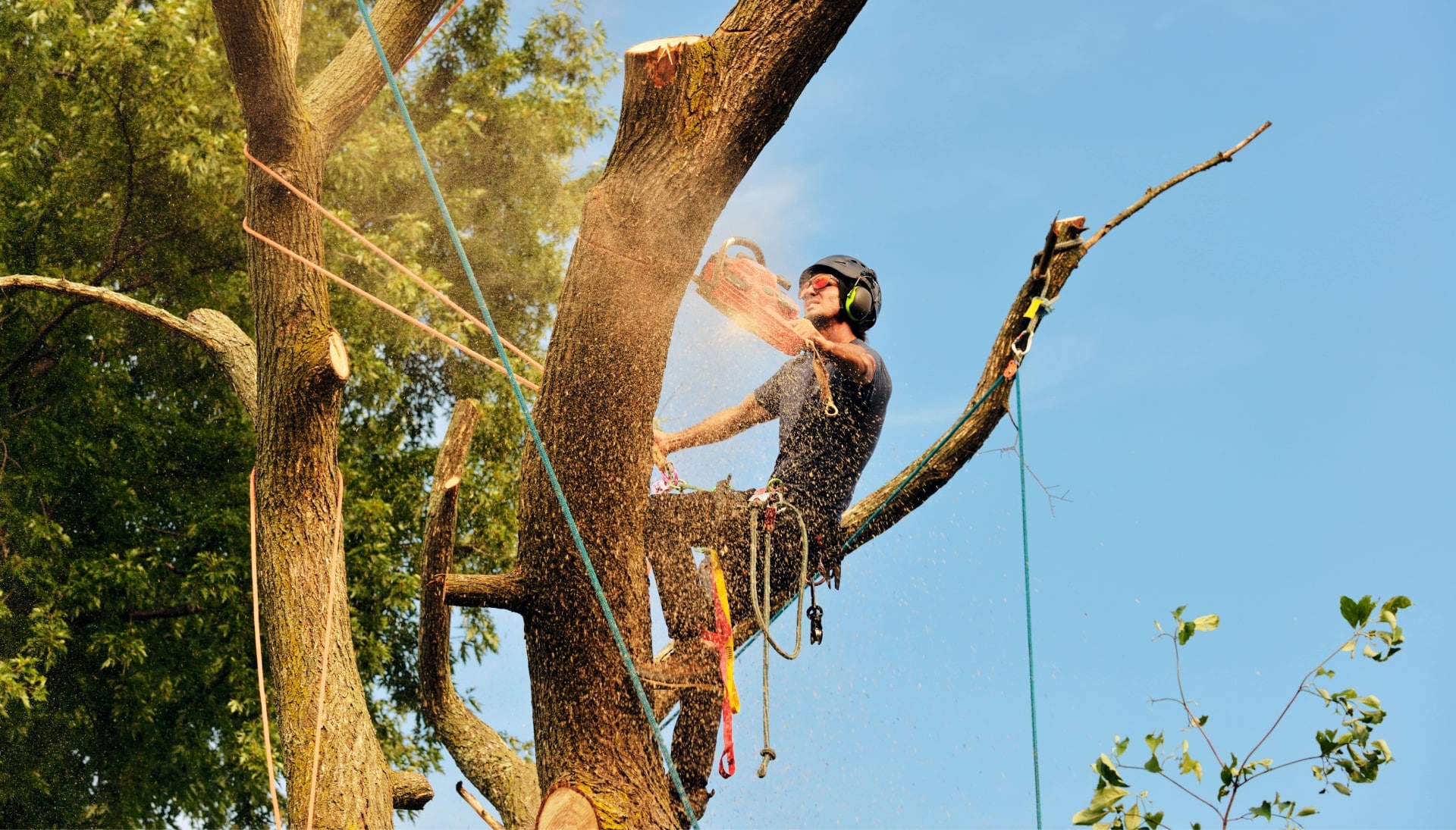 Get rid of tree problems with the expert tree removal contractors in Henderson
