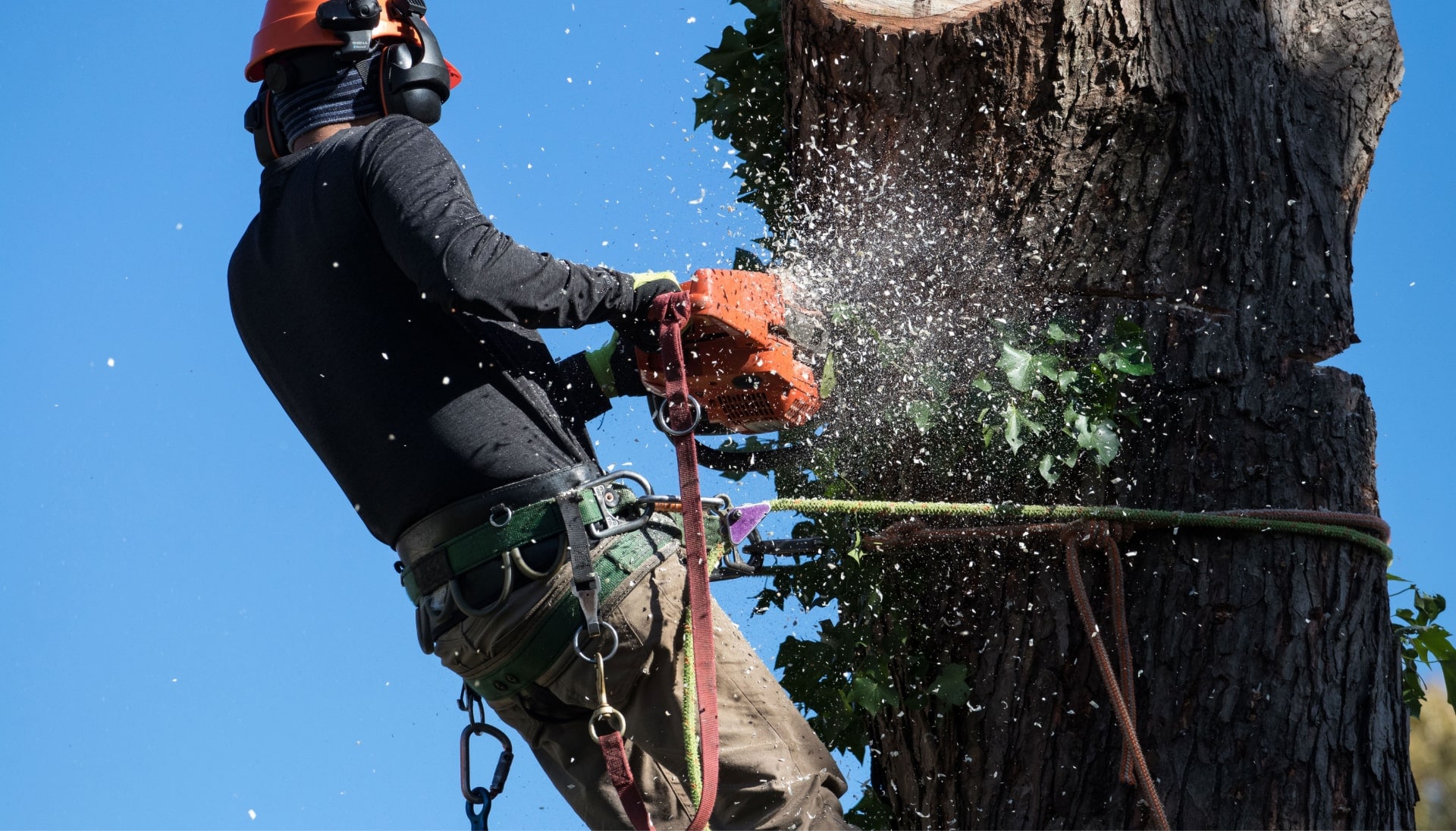 Professional Tree removal solutions in Henderson